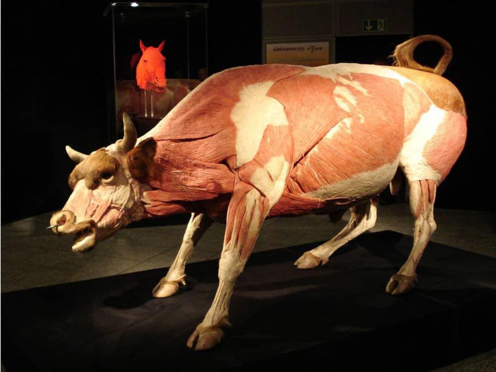 Perot Museum of Nature and Science presents Animal Inside Out