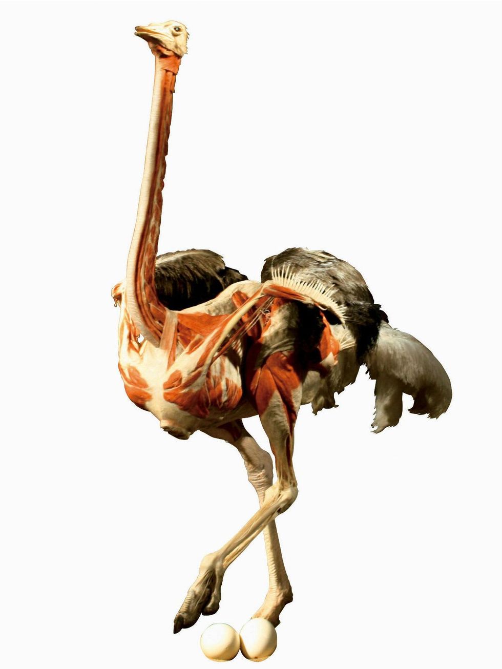 Perot Museum of Nature and Science presents Animal Inside Out