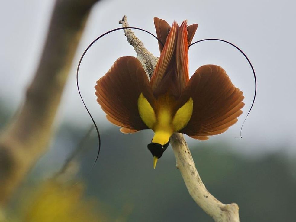 Perot Museum presents Birds of Paradise