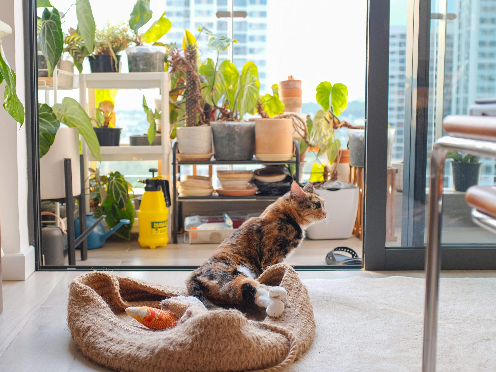 Pet friendly apartment, cat, tortoiseshell