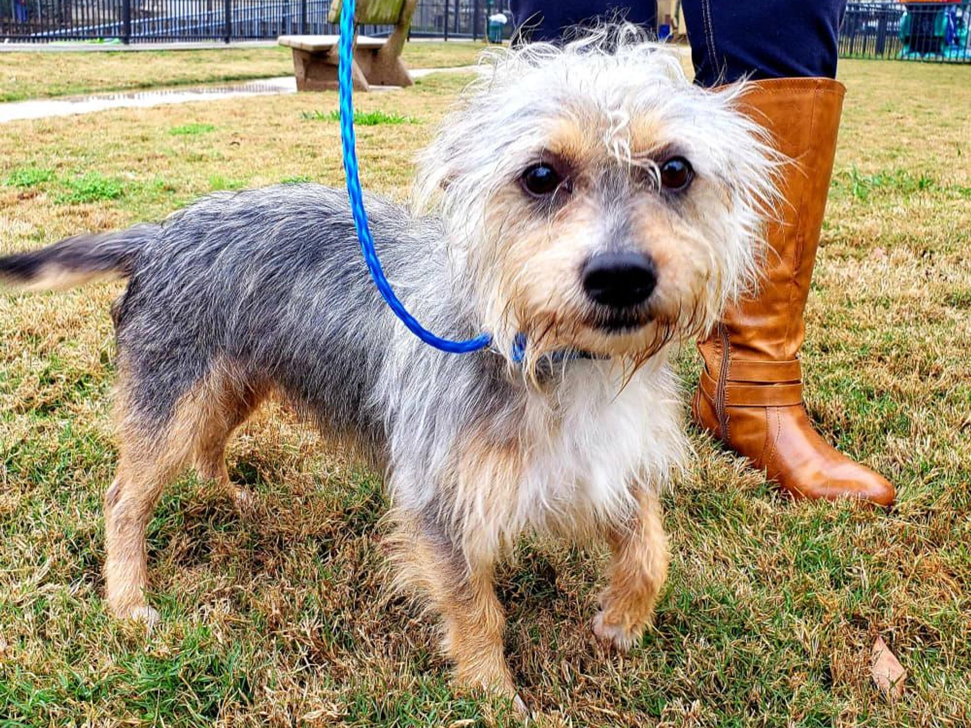 Pet of the week - Burrito terrier