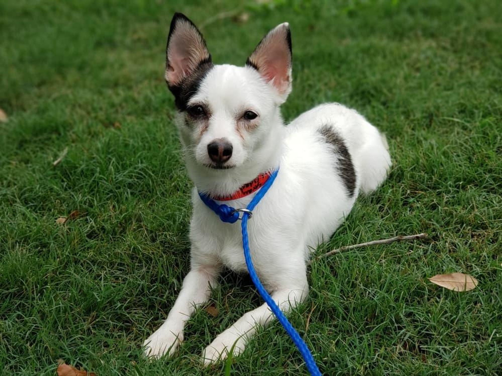 Pet of the week - Pixie Chihuahua mix