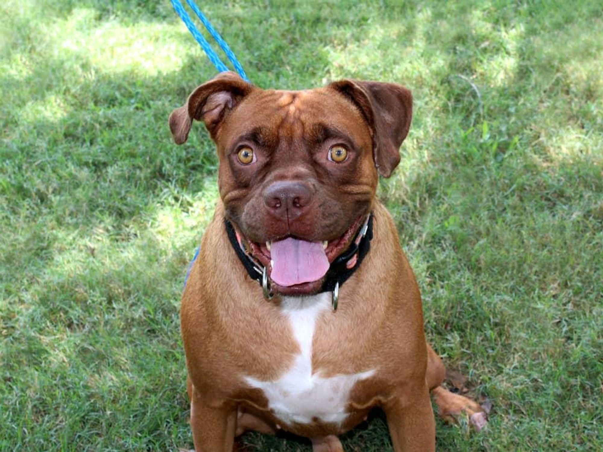 Pet of the week - Rocky boxer