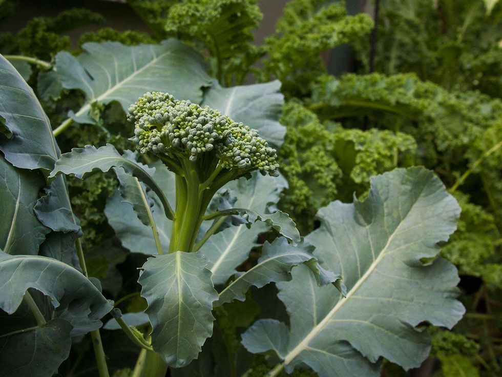 Photo of broccoli flower head
