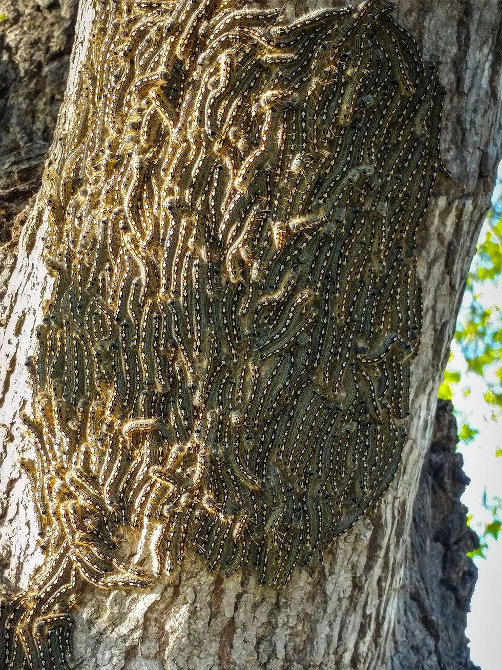 Photo of forest tent caterpillars crawling up a tree