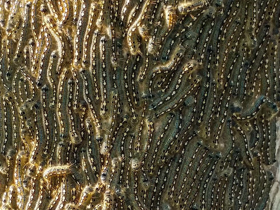 Photo of forest tent caterpillars on tree