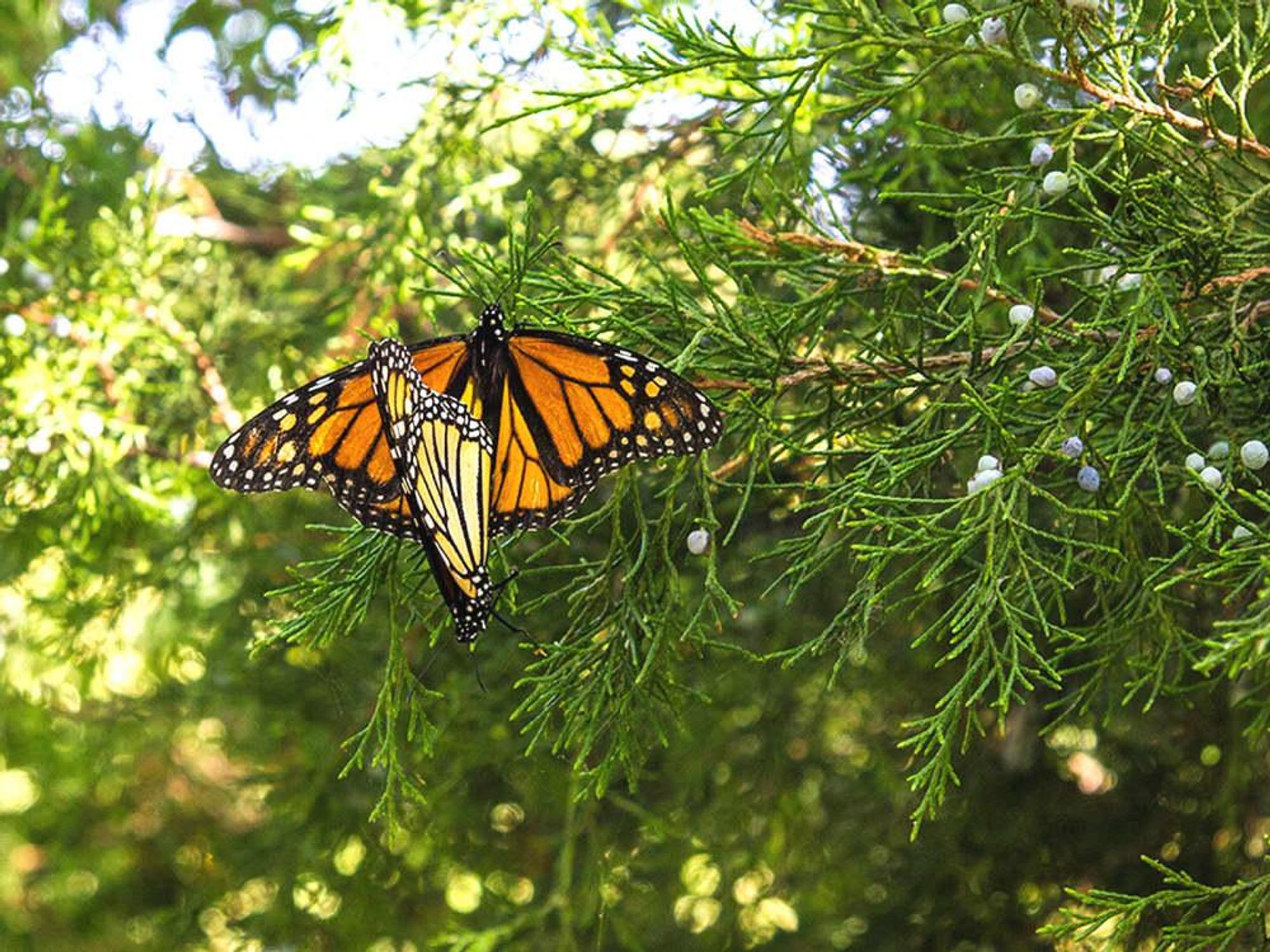 Photo of mating monarch butterflies
