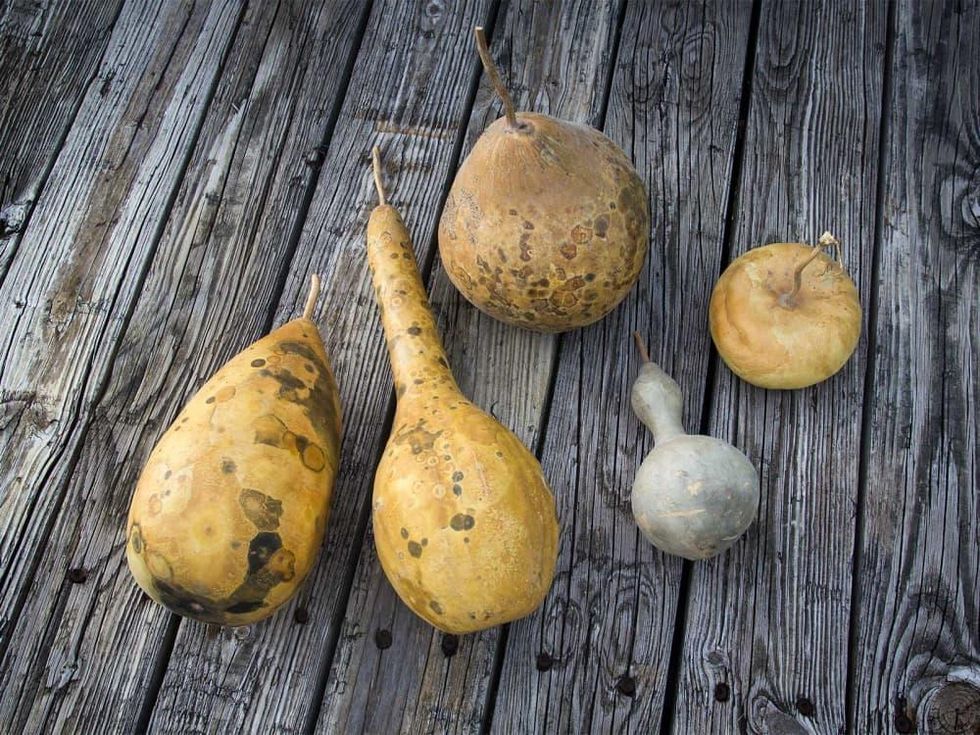 Photo of various ornamental gourds