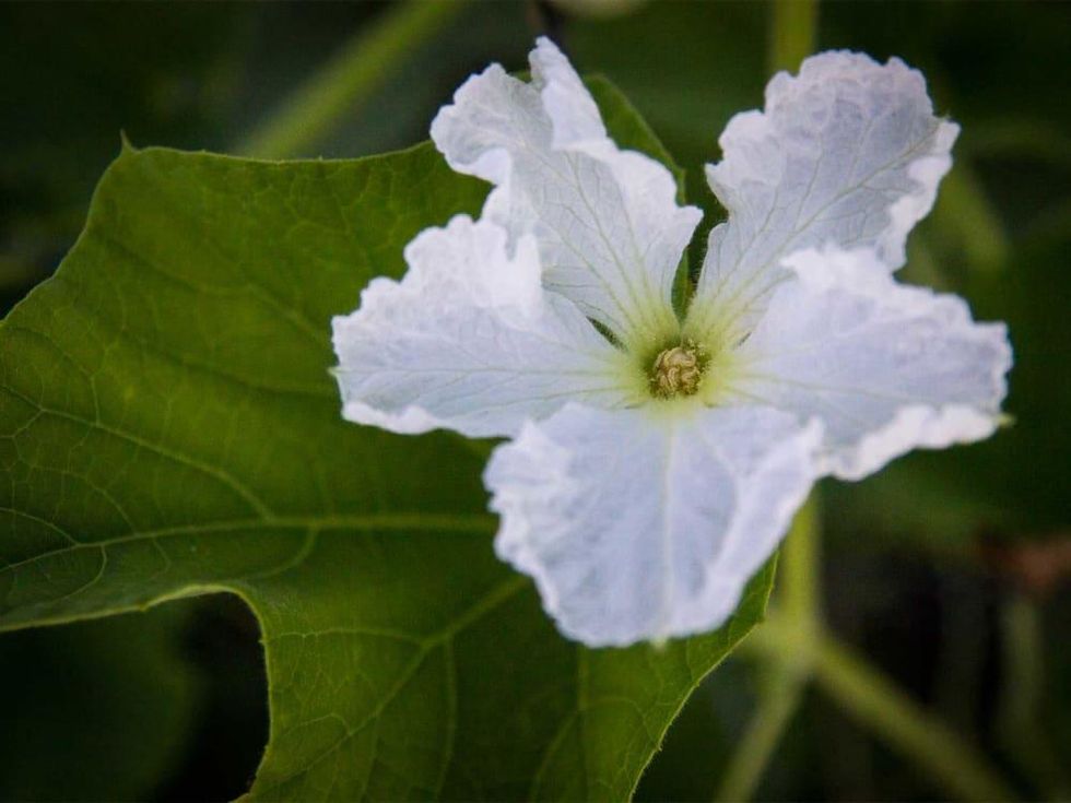 Photo of white flower