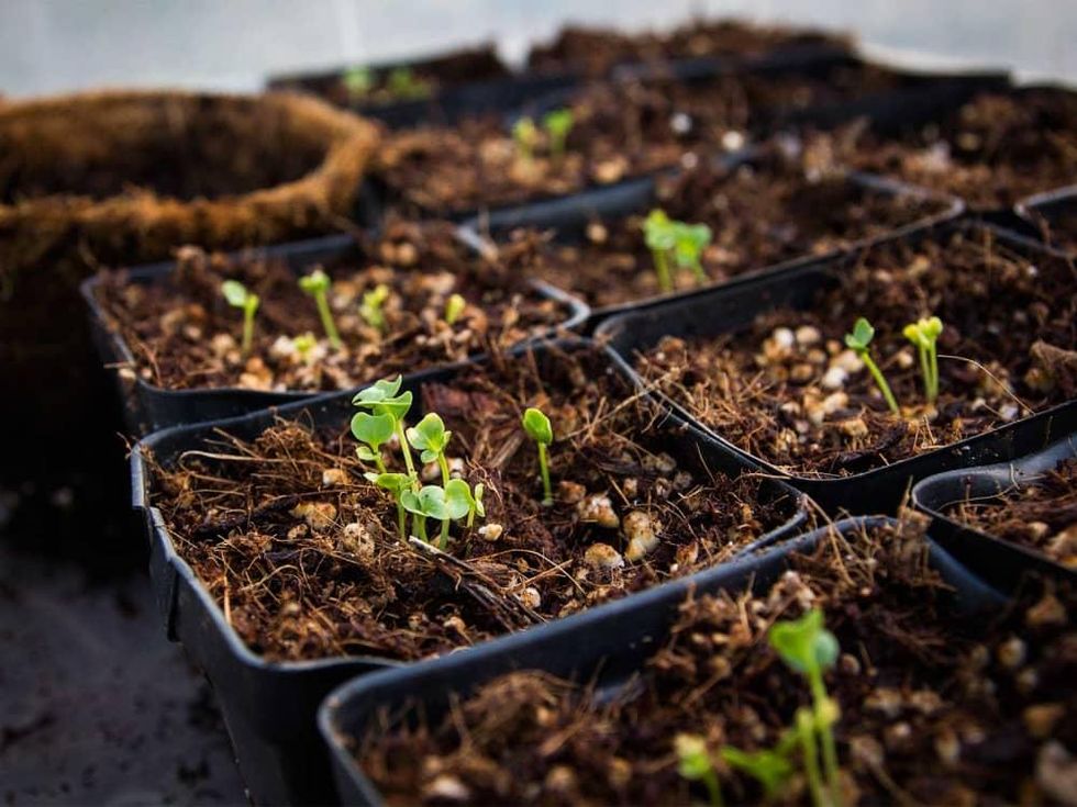 Picture of sprouts in starting containers