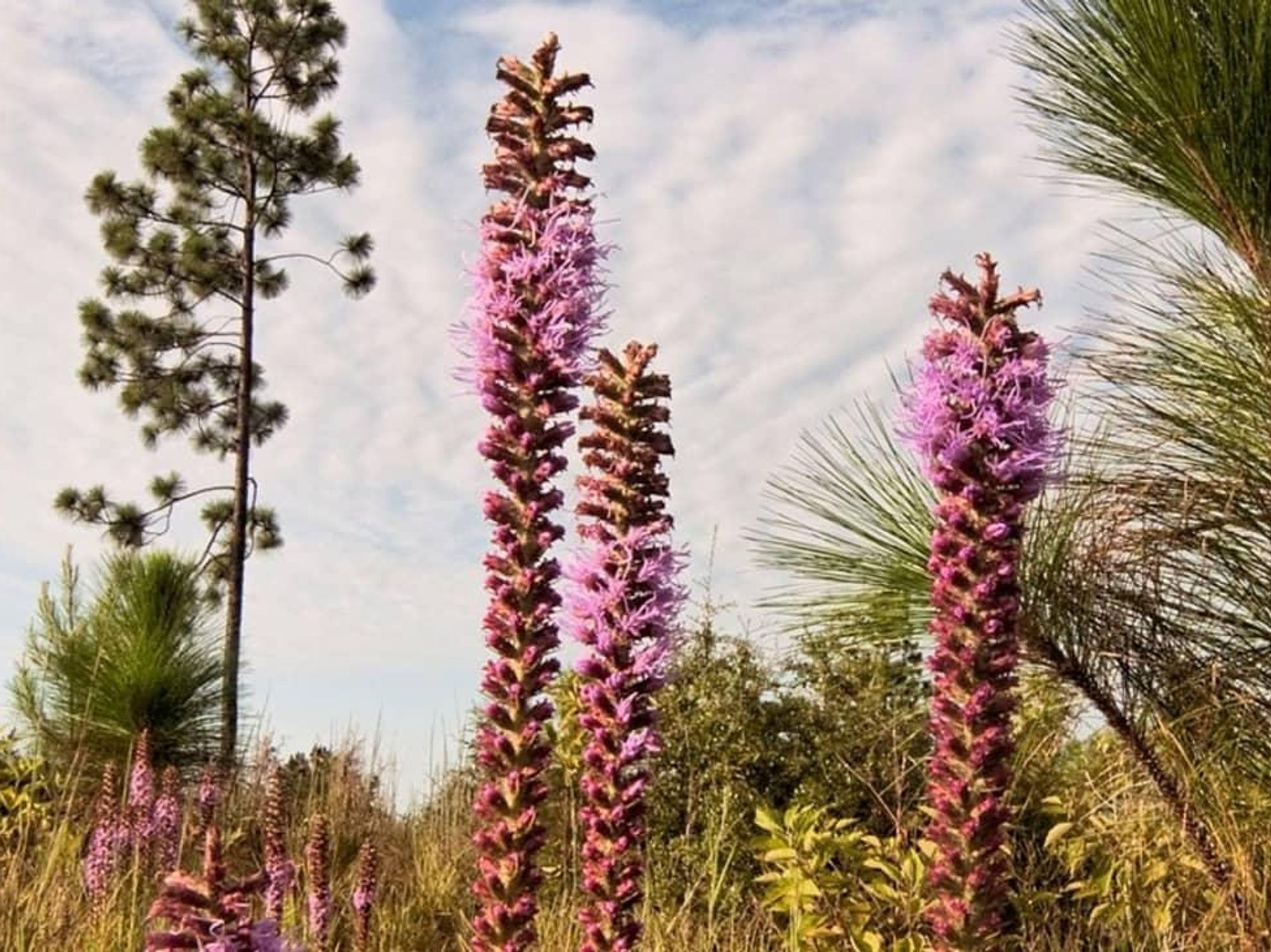 pine tree pink flower nature