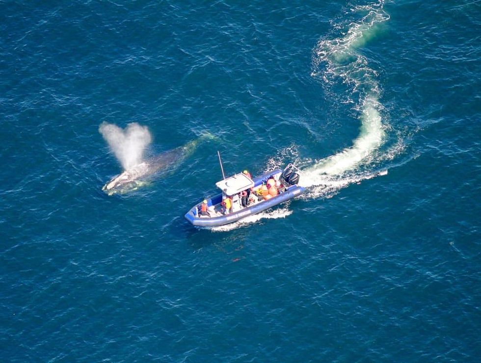 Playing with Sharks Valerie Taylor