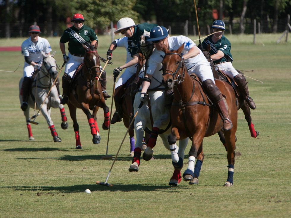 Polo on the Lawn