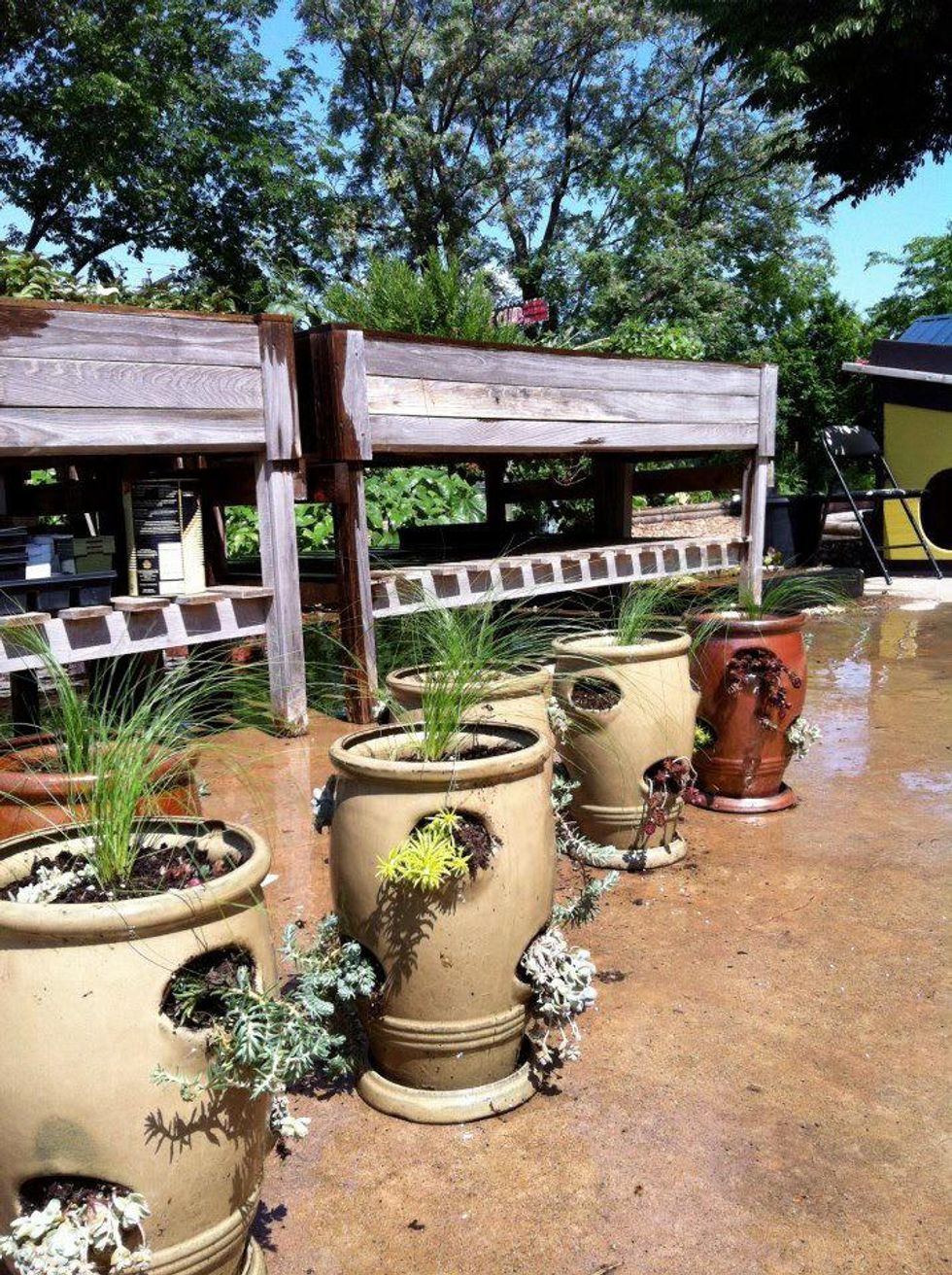 Potted plants at Promise of Peace Garden
