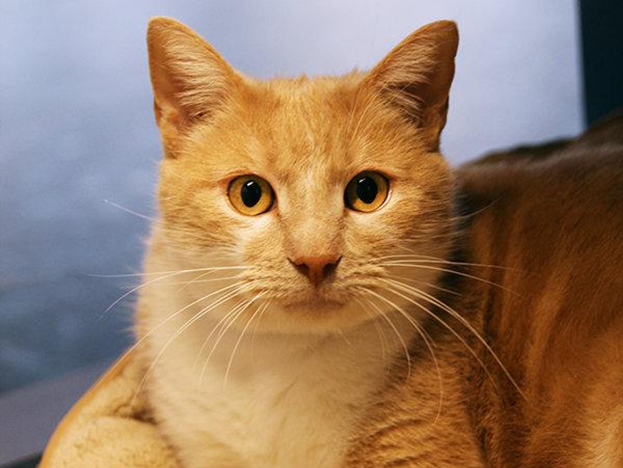 Pretty Boy is ready for adoption at the SPCA of Texas.