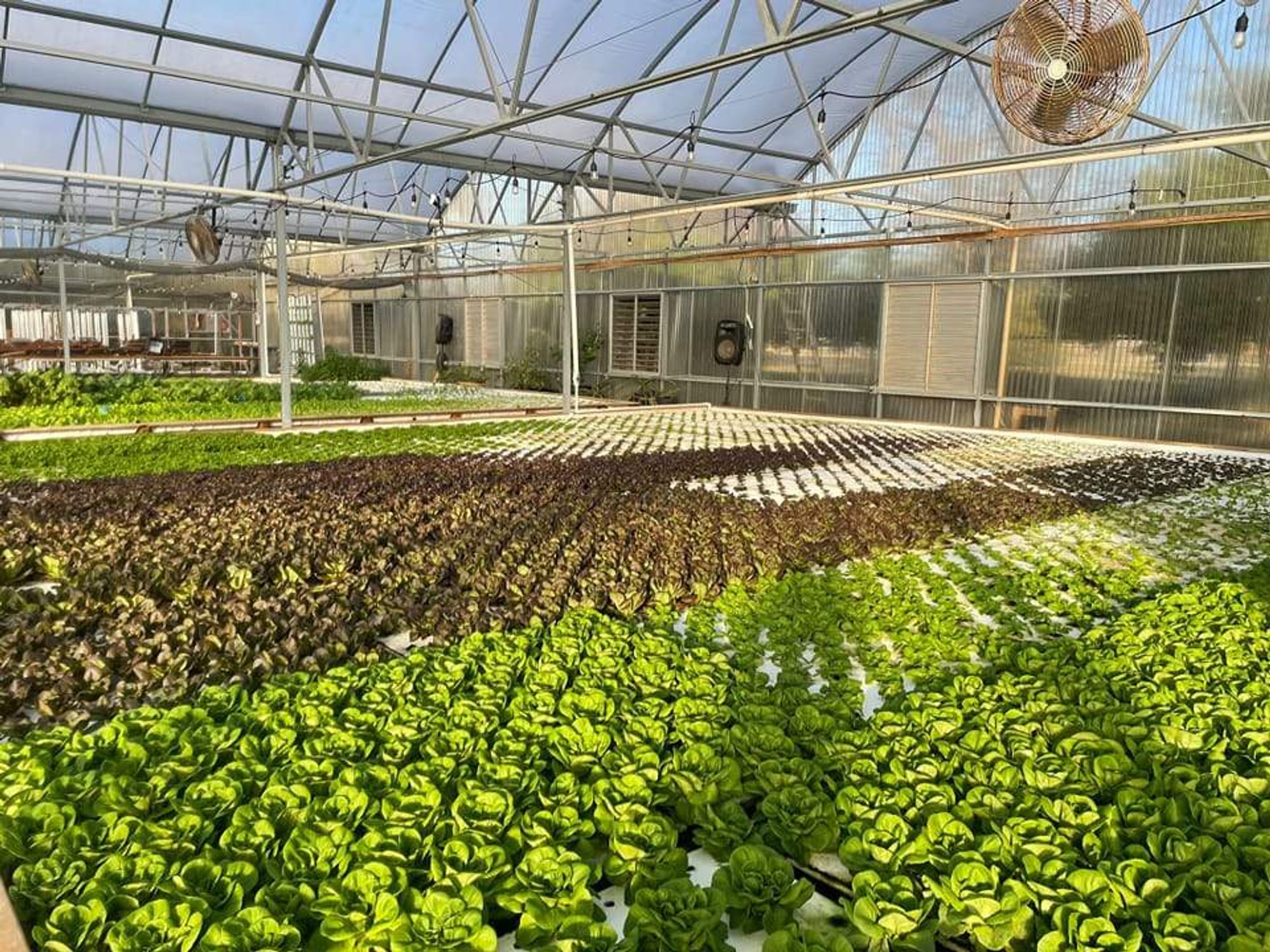 Profound Microfarms lettuce