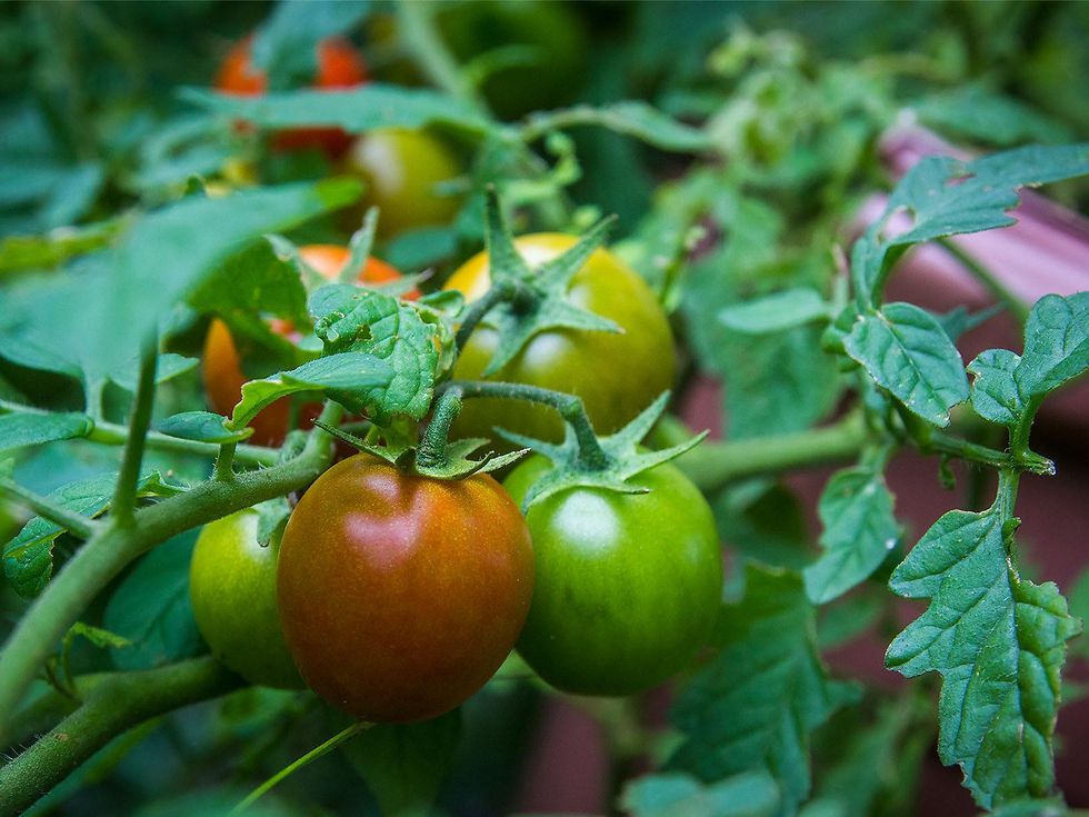 Texas farmer resorts to potgrown crops to battle heavy rains