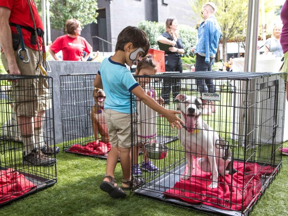 Puppies in the Park 2017