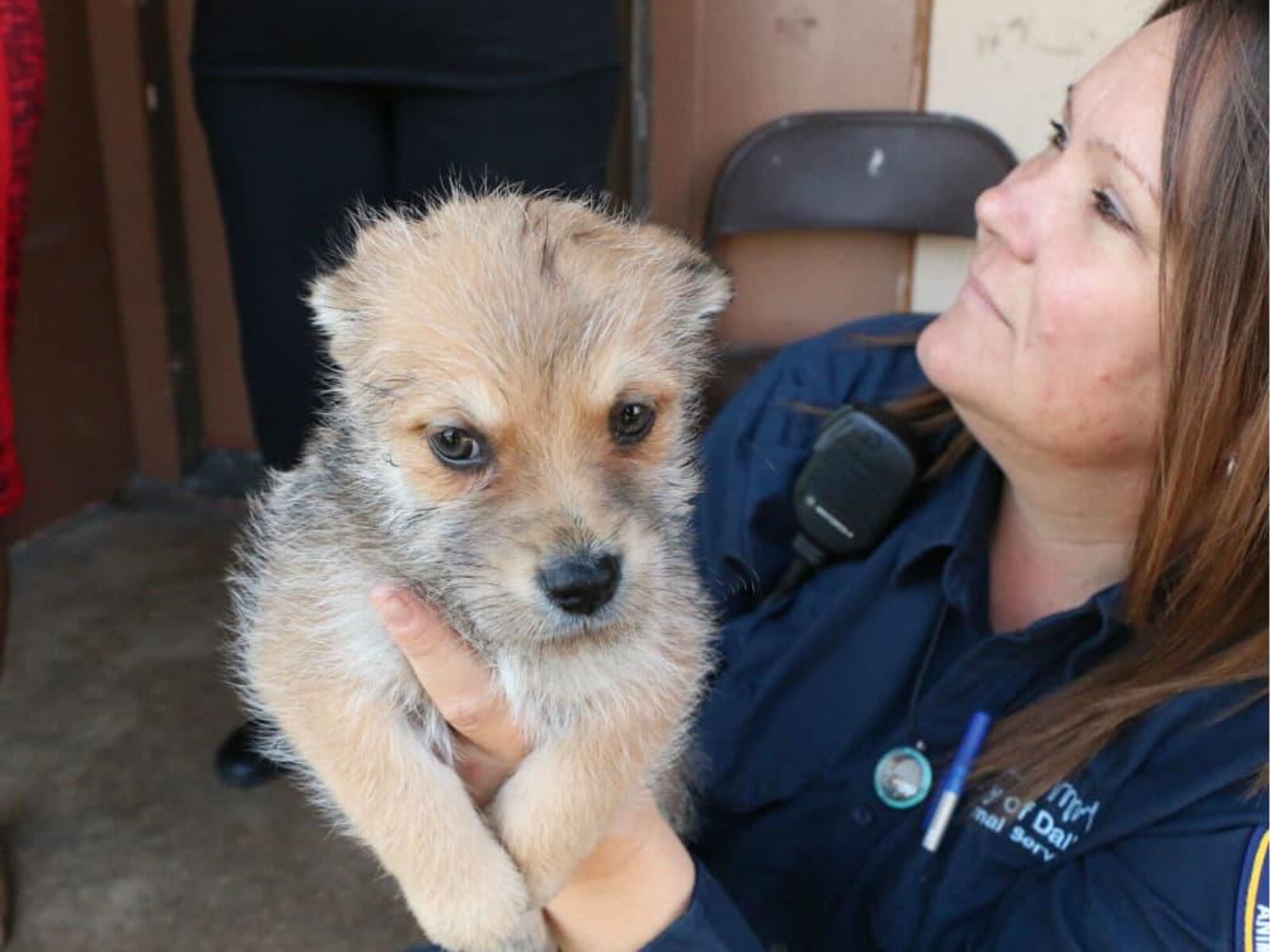 Puppy, Dallas Animal Services