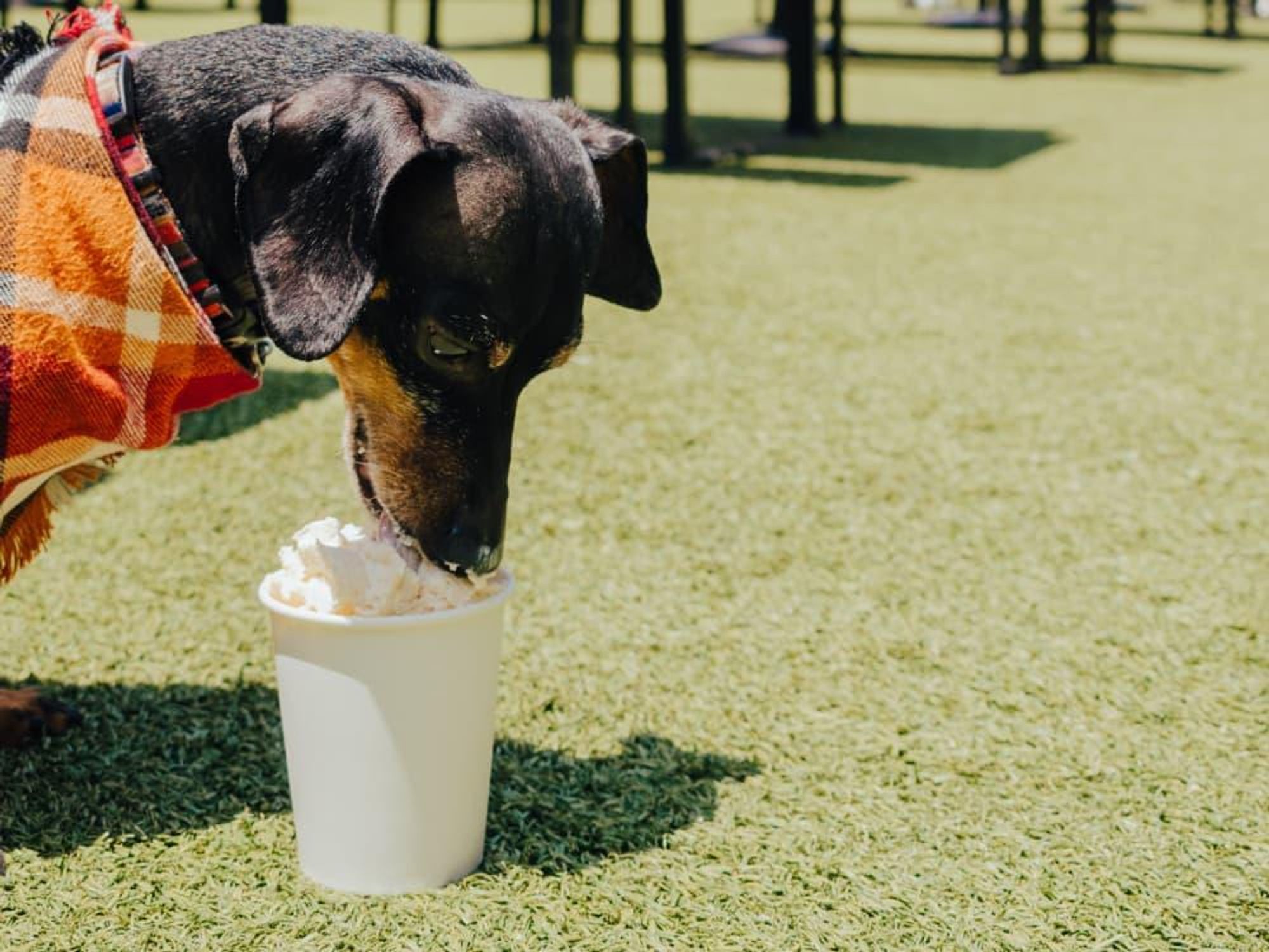 Pups on Patio, dog drink