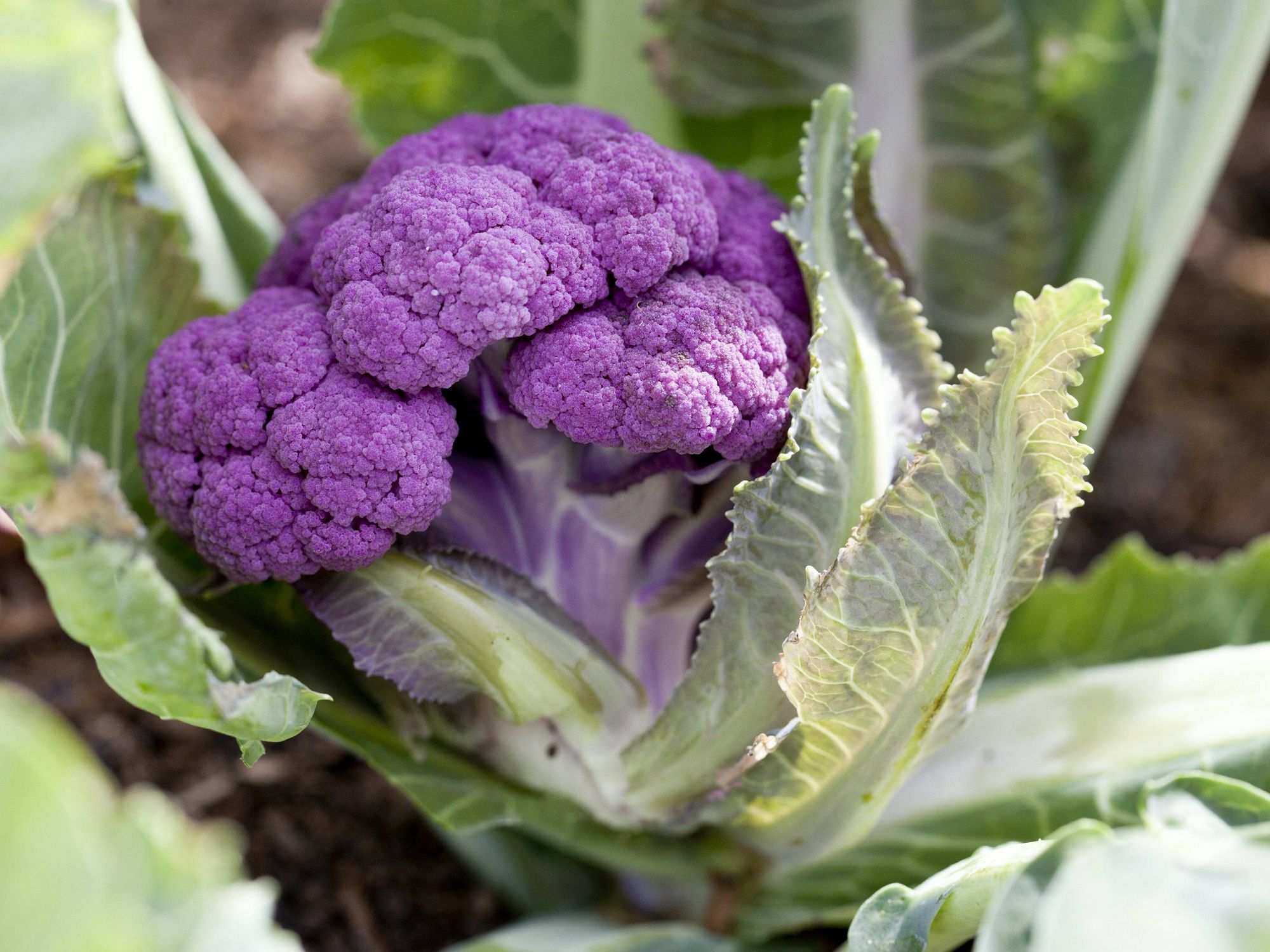 Purple cauliflower at Inn at Dos Brisas