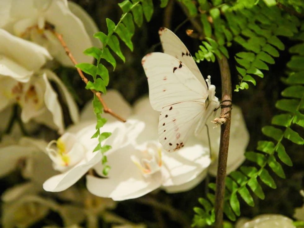 Ralph Lauren butterfly at fall 2017 runway show