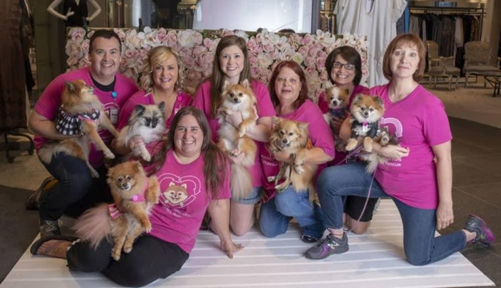 Recycled Pomeranians Rescue