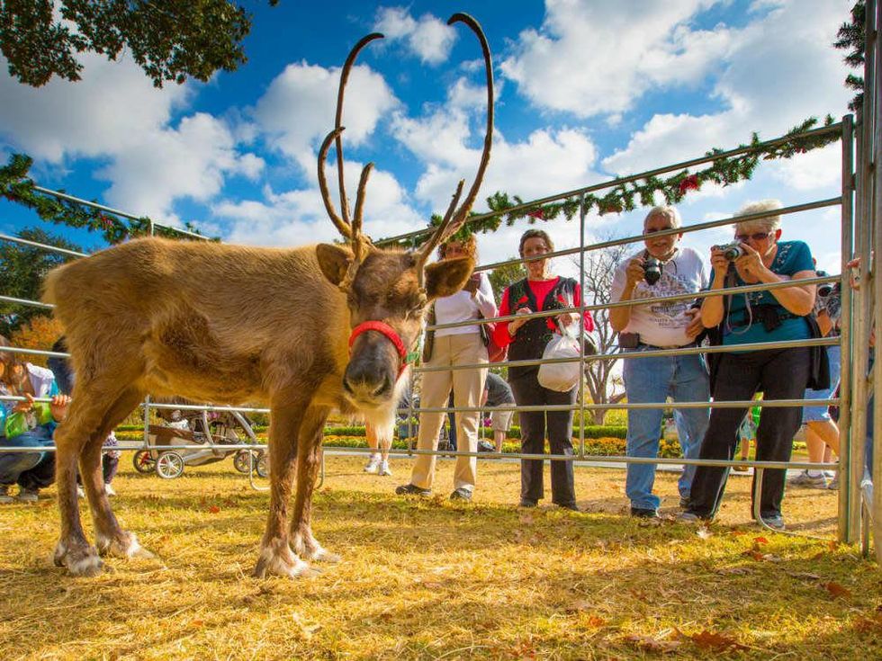 Reindeer at Holiday at the Arboretum