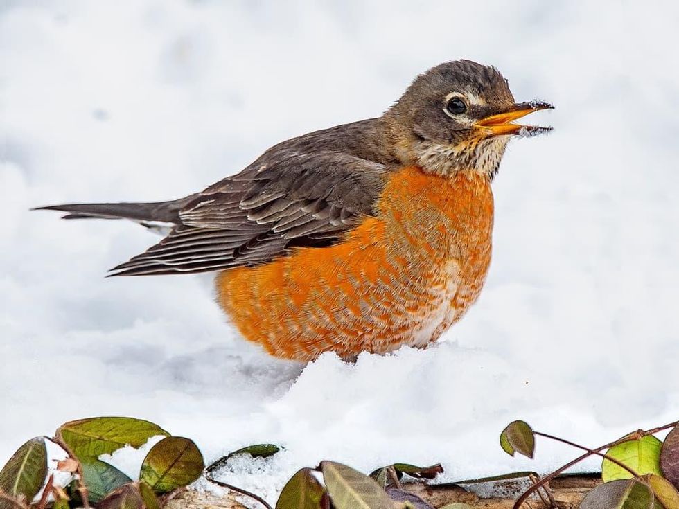 AMERICAN ROBIN  The Texas Breeding Bird Atlas