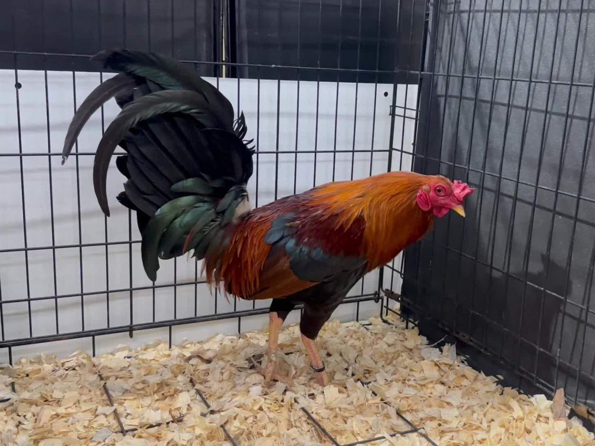 Rooster SPCA