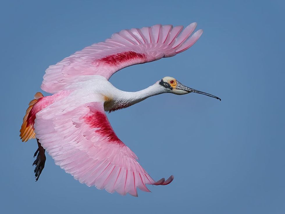 Roseate Spoonbill Galveston