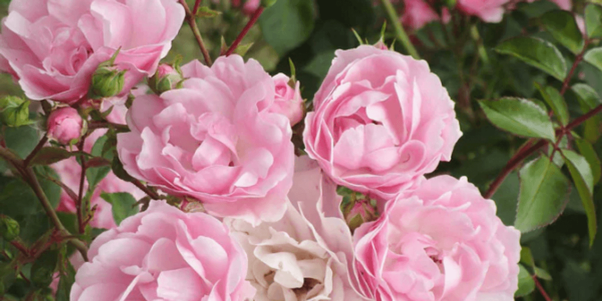 Brewing Locally Image