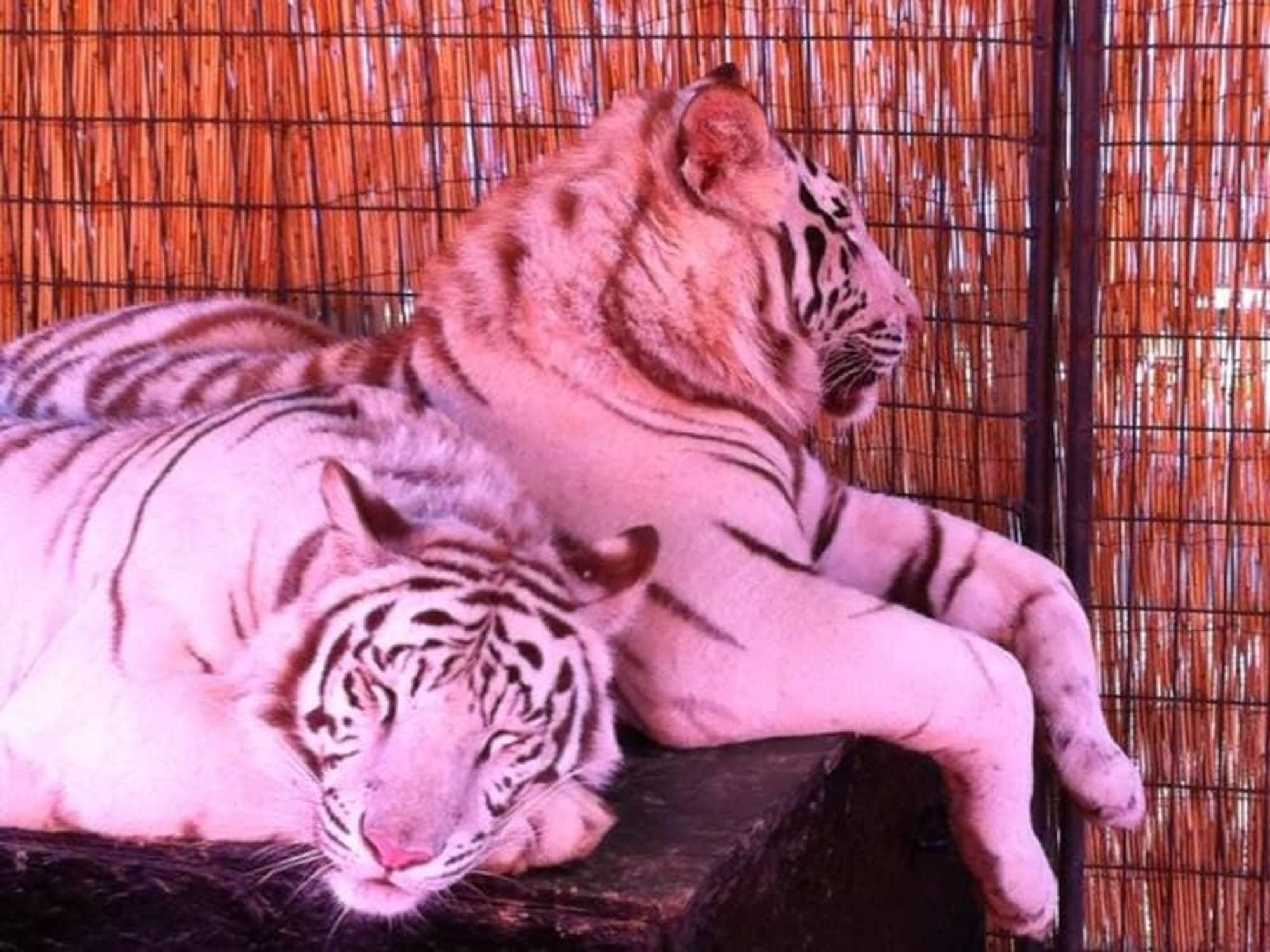 royal White Tiger discovery