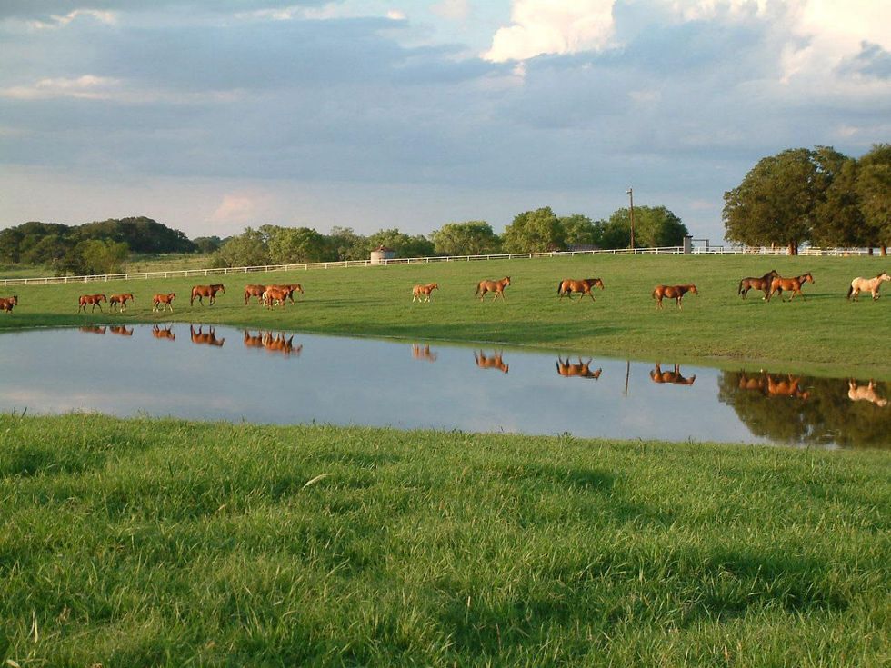 Royse City Ranch, Horses