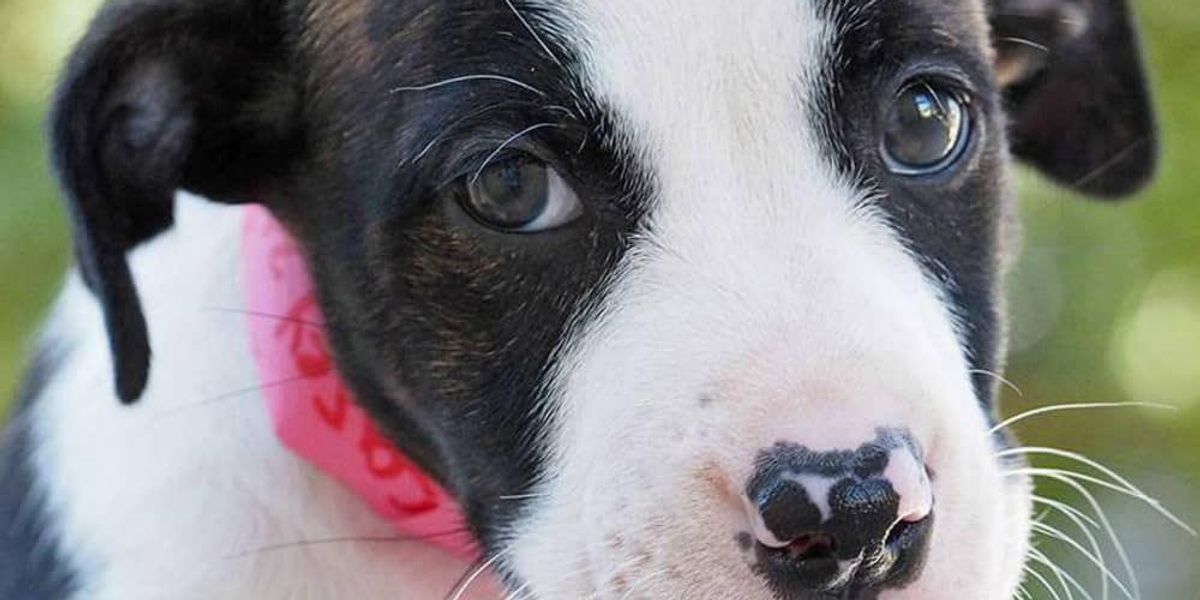 Dallas Animal Shelter Seeks Helpers This Weekend To Nip URI Crisis In dallas-animal-shelter-seeks-helpers-this-weekend-to-nip-uri-crisis-in