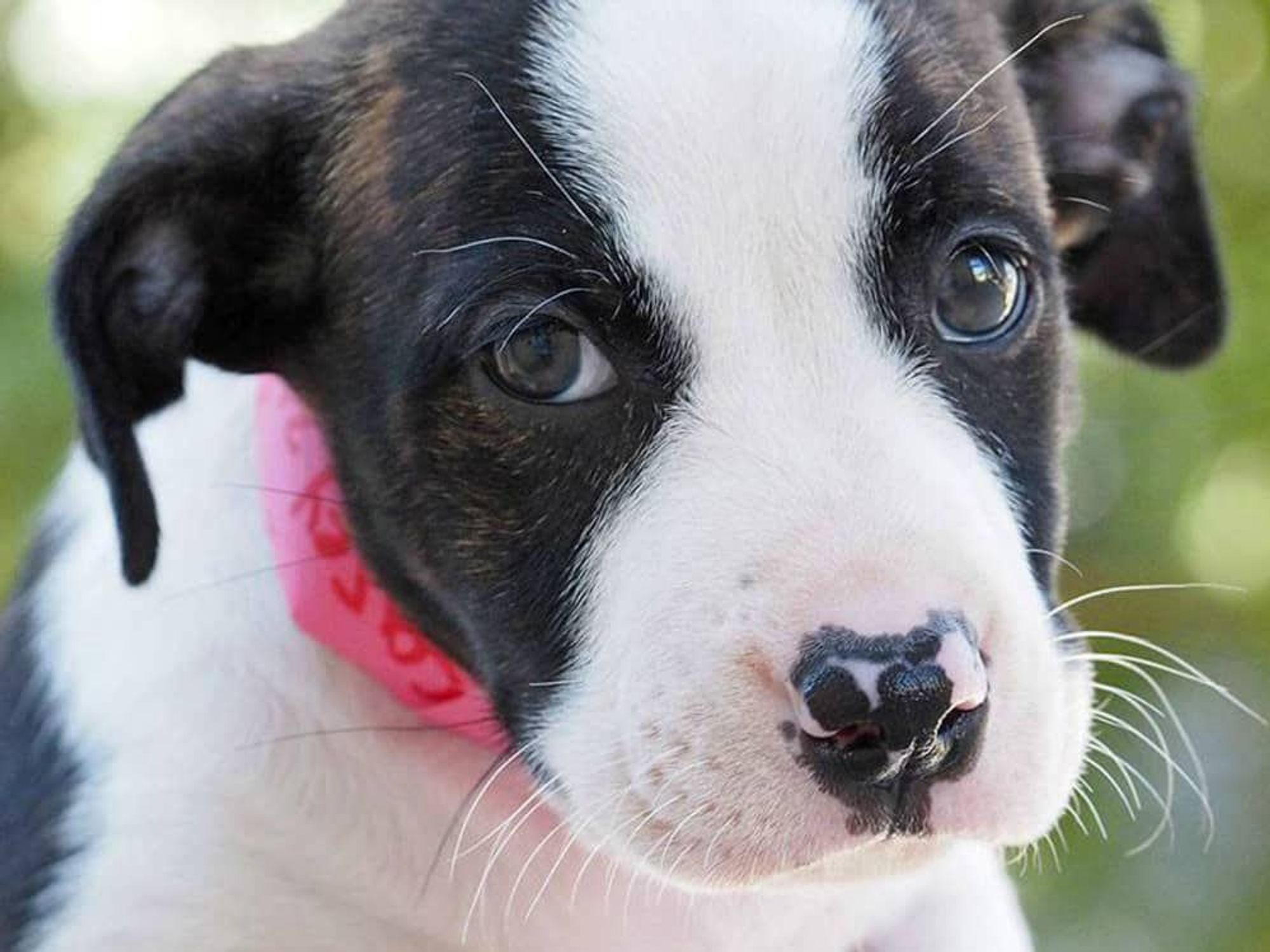 San Antonio Humane Society dog puppy