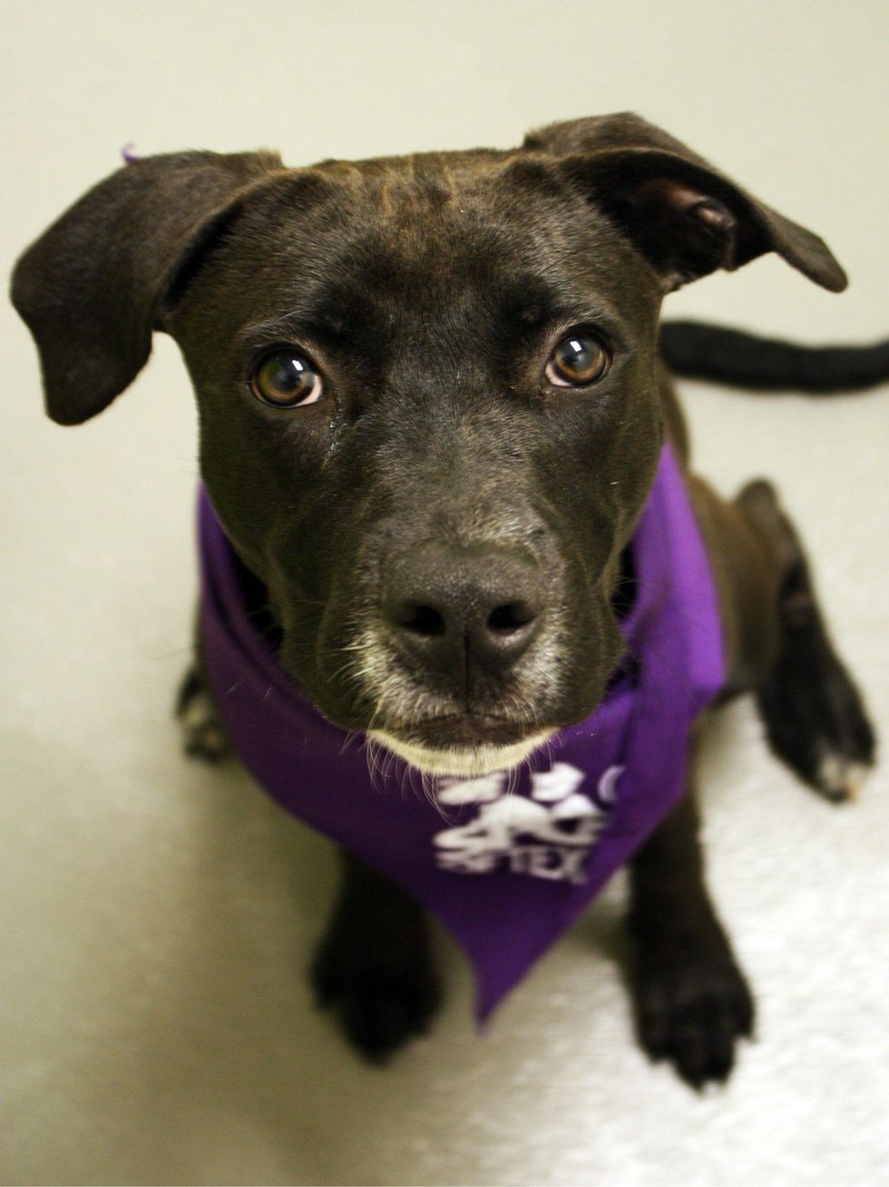 Scrappy the dog at the SPCA of Texas