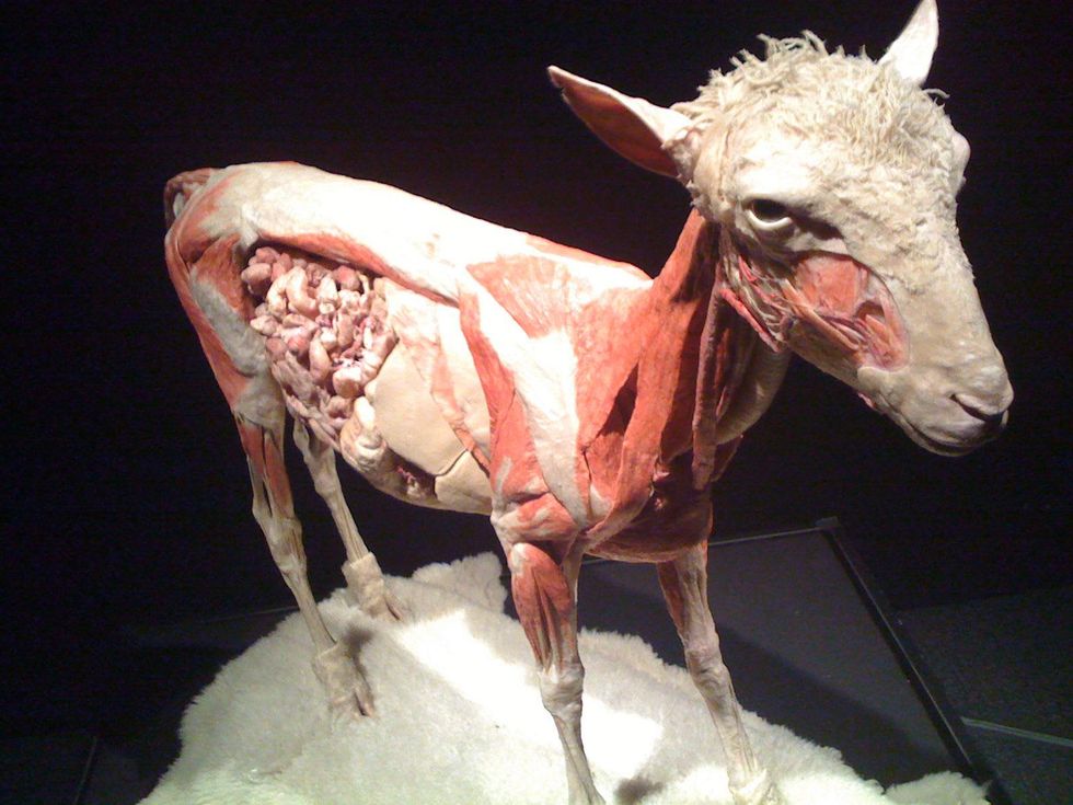 Sheep at Animal Inside out at Perot Museum of Nature and Science