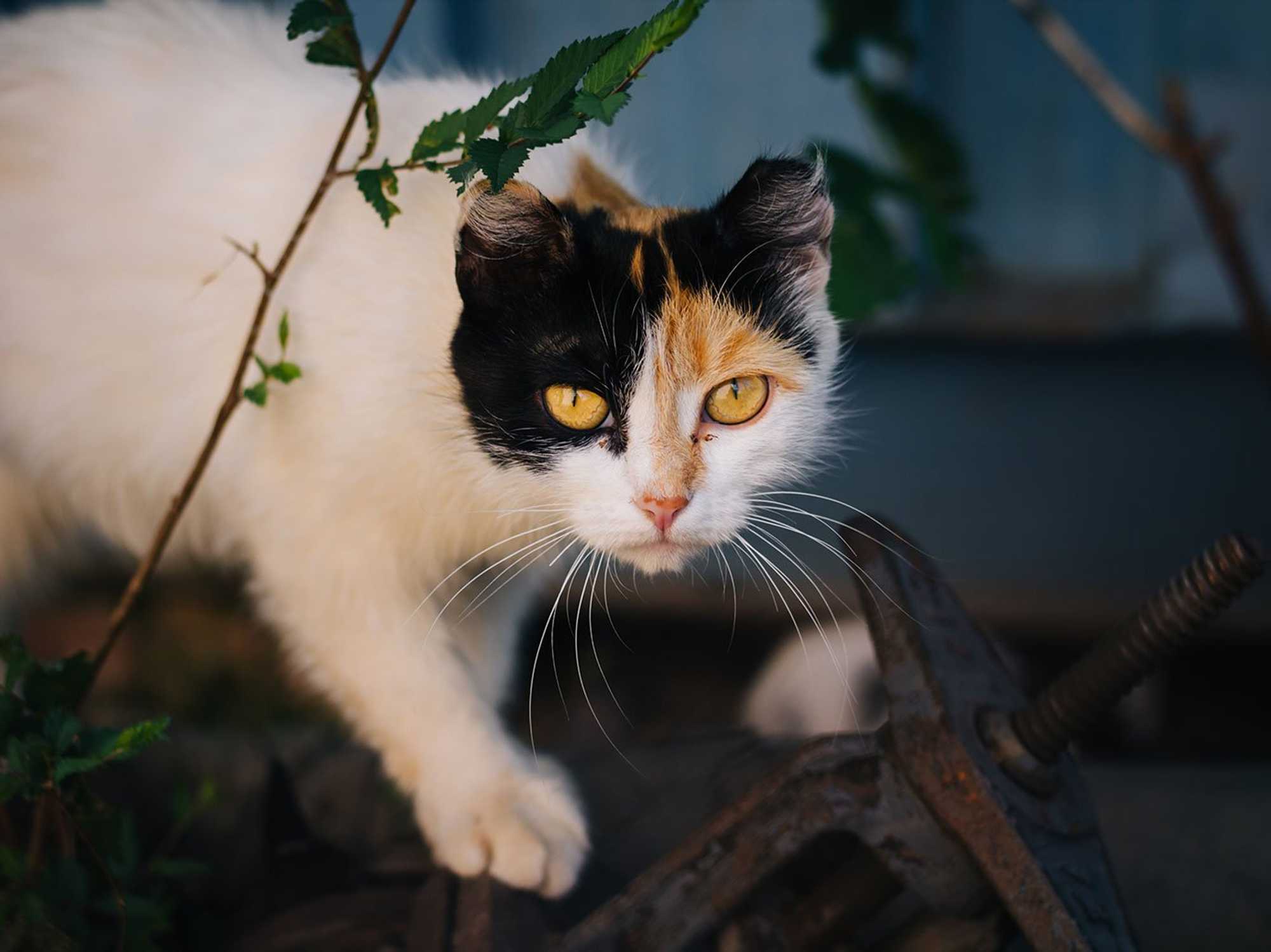 Spay Neuter Network community cat