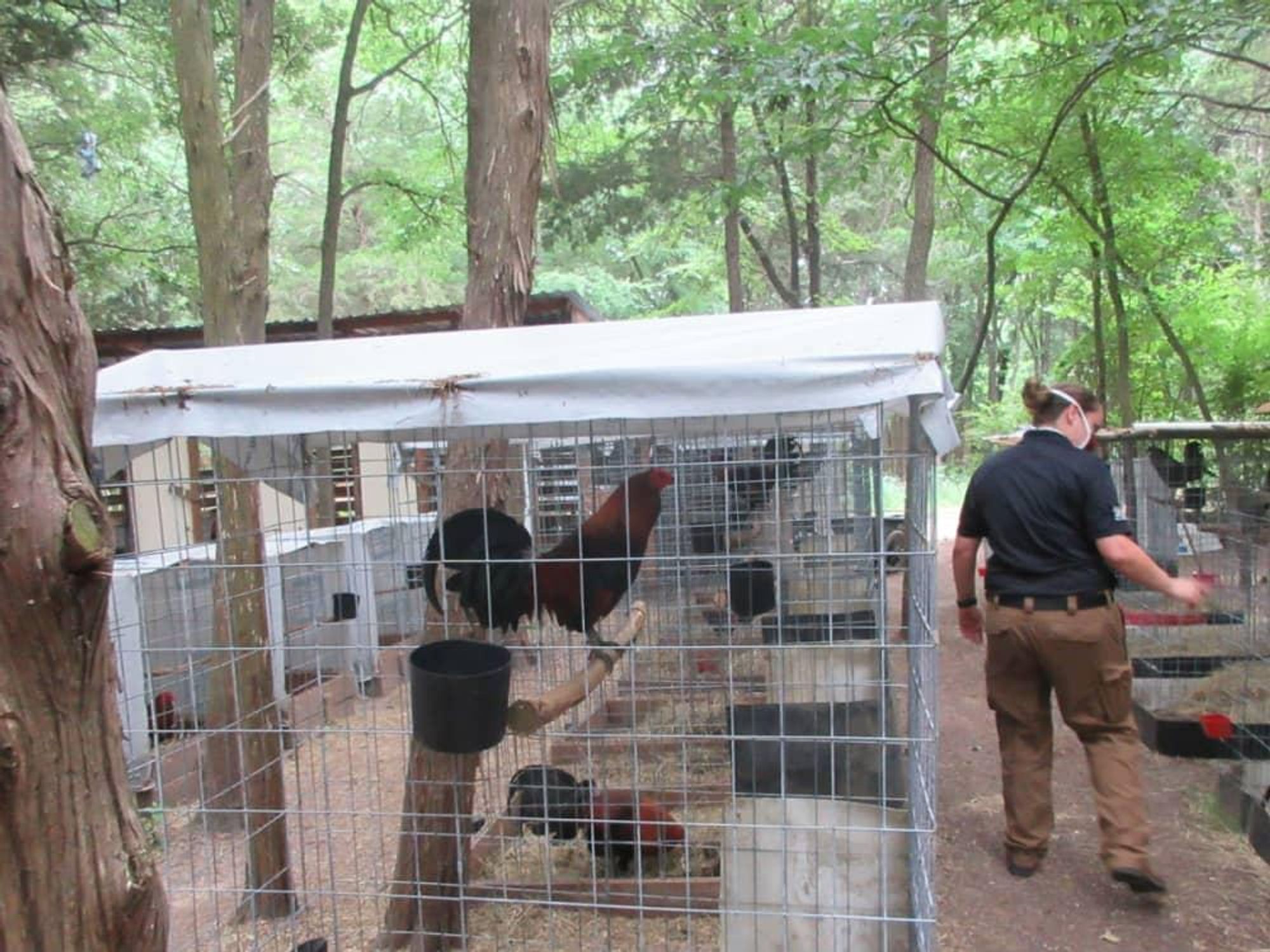 SPCA cockfighting southeast dallas