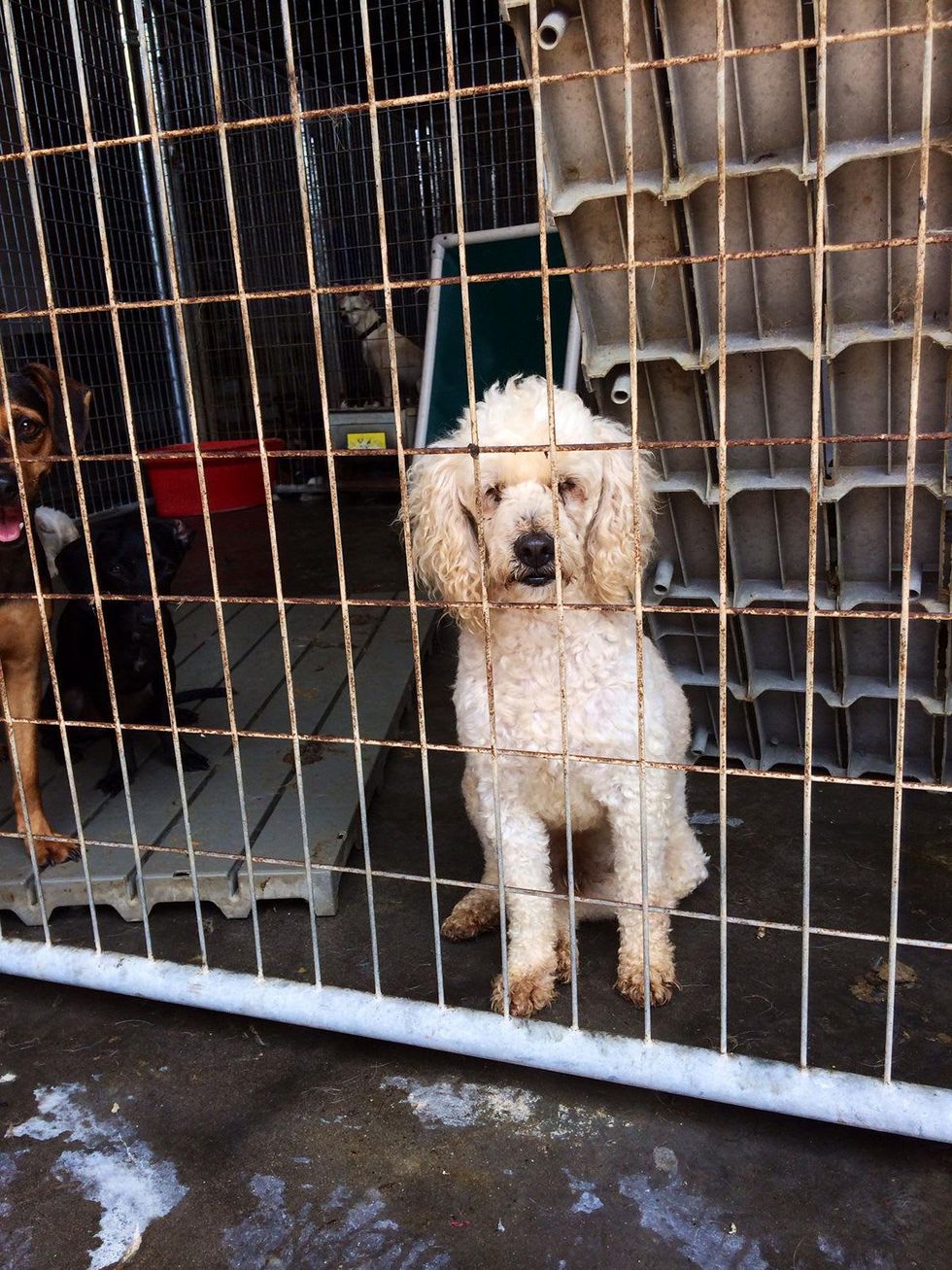 SPCA seizure, poodle