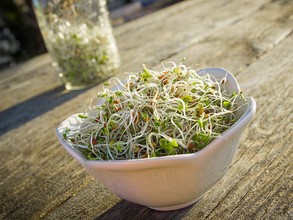 Texas farmer bolsters winter harvest with incredibly easy sprouts