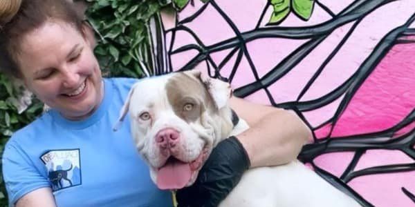 Dallas advocate breaks down the animal problem in Texas and one solution - Vimarsana News