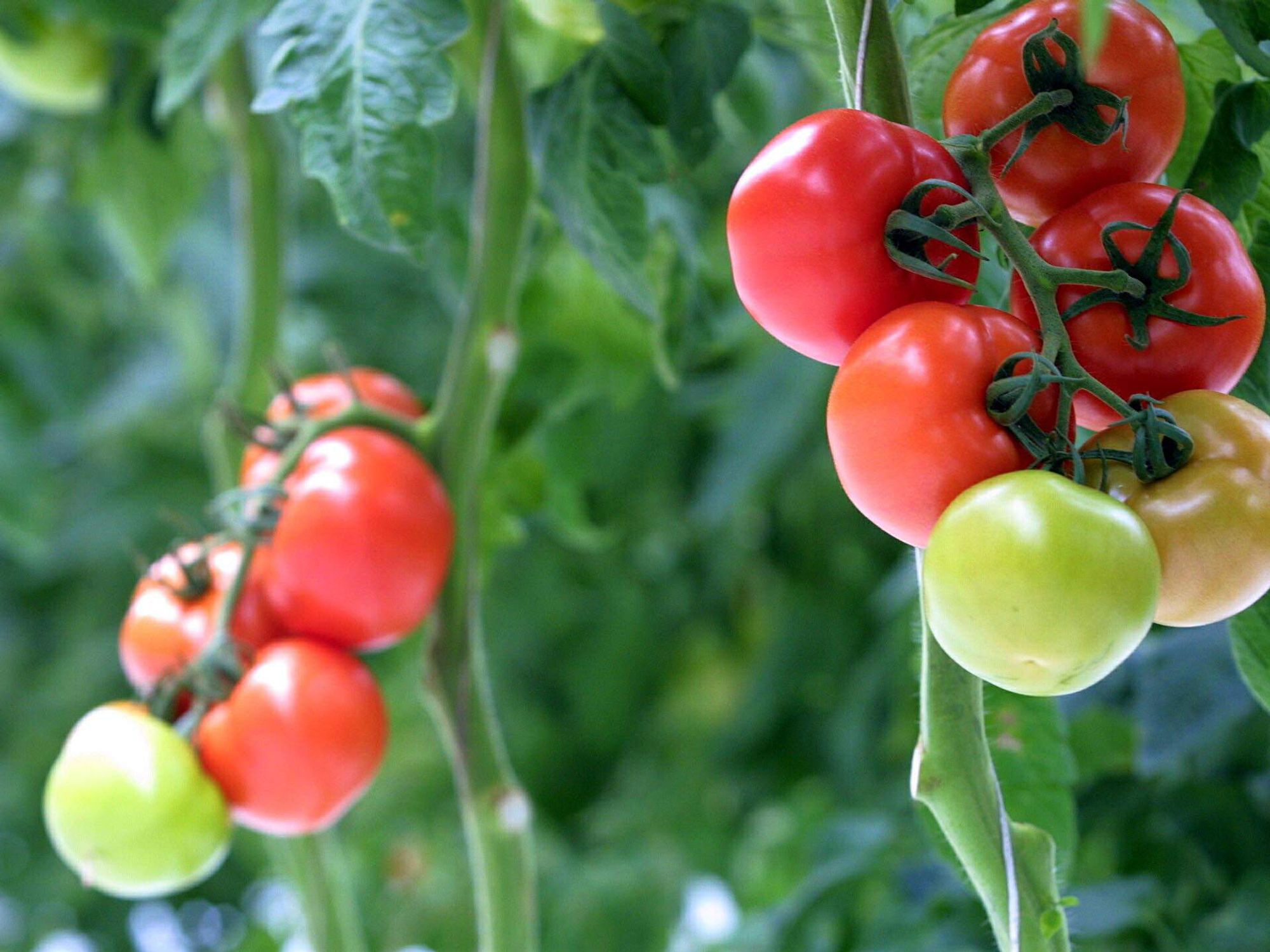 Stock shot of Tomatoes on the plant in a local hot
