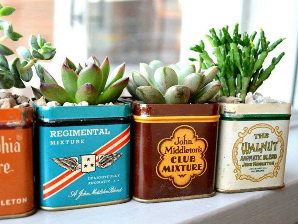 Succulents from Flower Child Plants