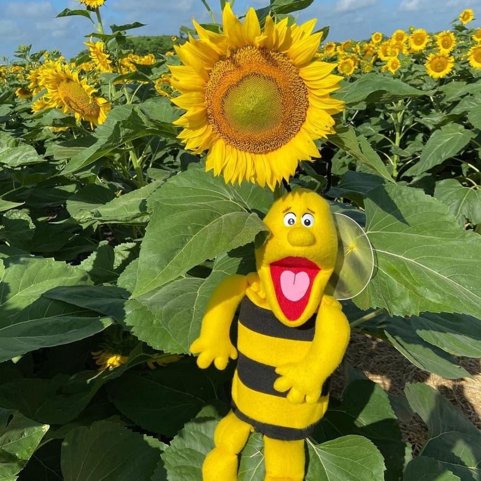 Mesmerizing 10acre sunflower field blossoms in favorite Texas tourist