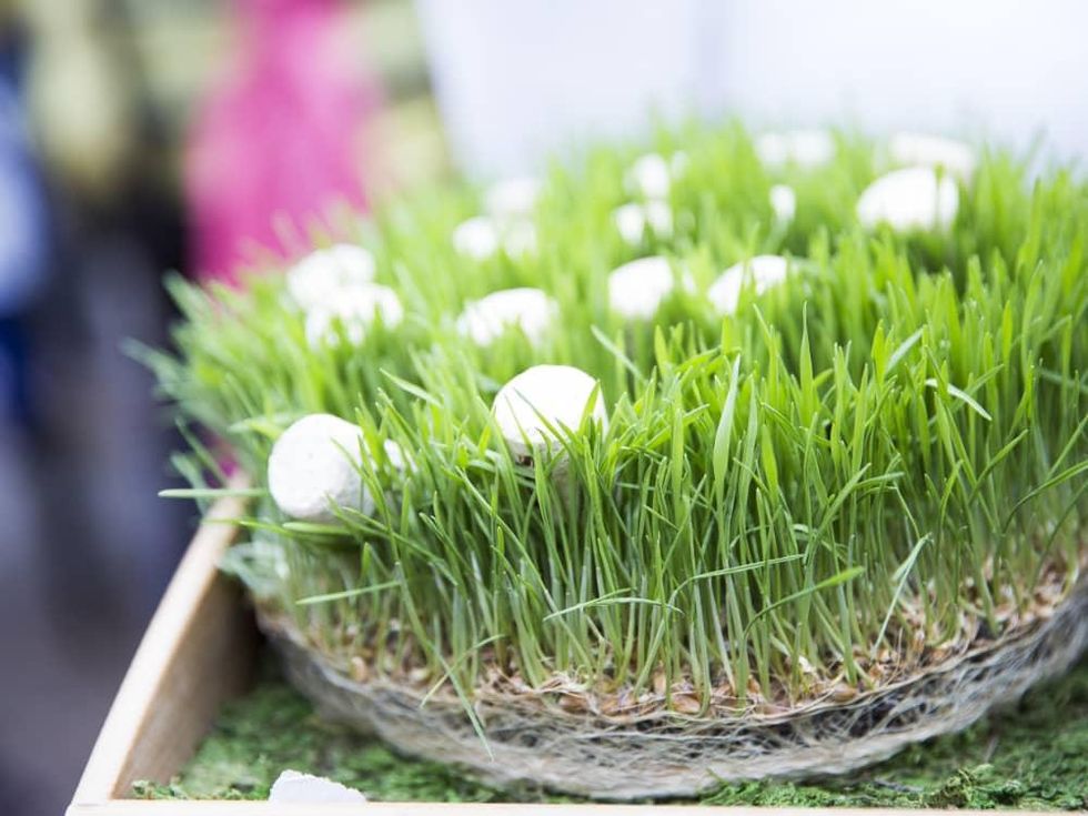 TACA Party on the Green, 2016