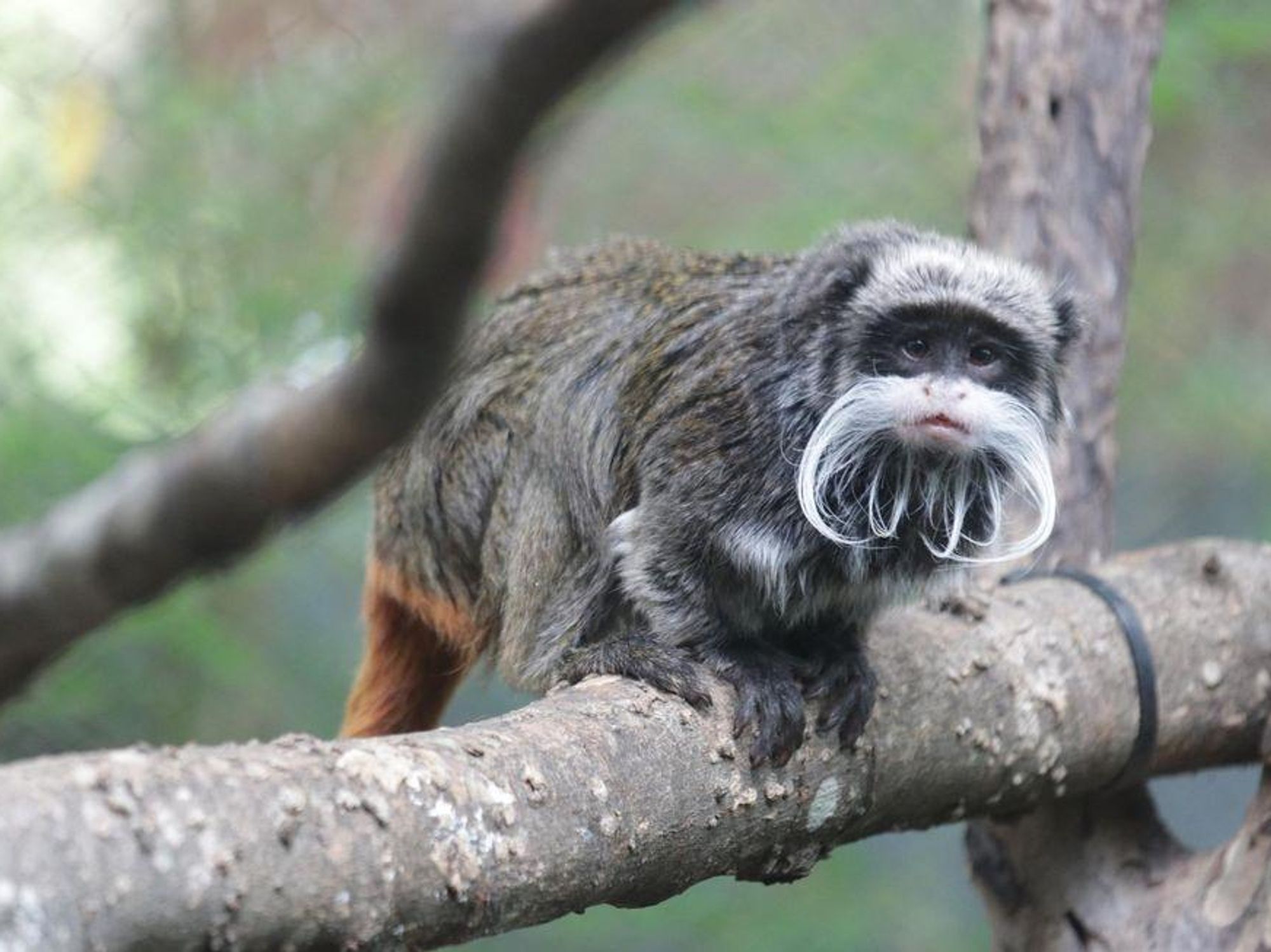 tamarin monkey dallas zoo