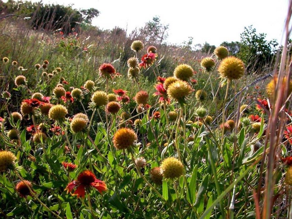 Tandy Hills Natural Area