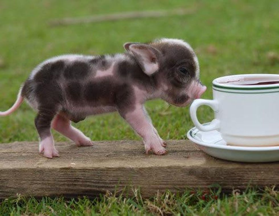 tea cup pig